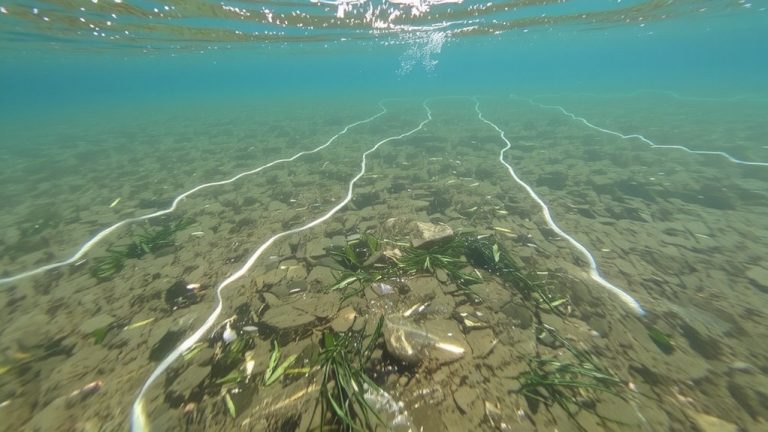 laundry surfactant biodegradation timeframes