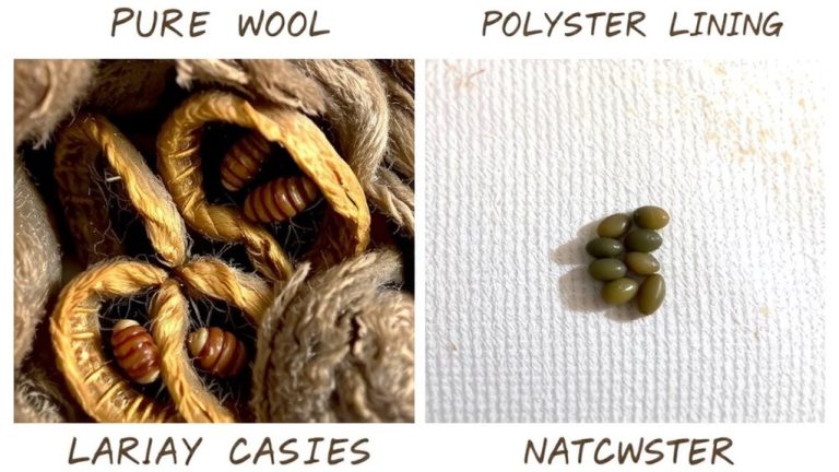 polyester resists moth larvae