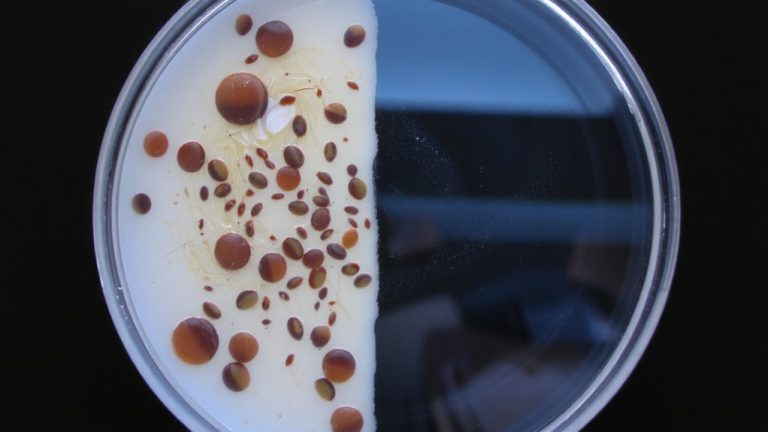 preservatives inhibit bacterial growth